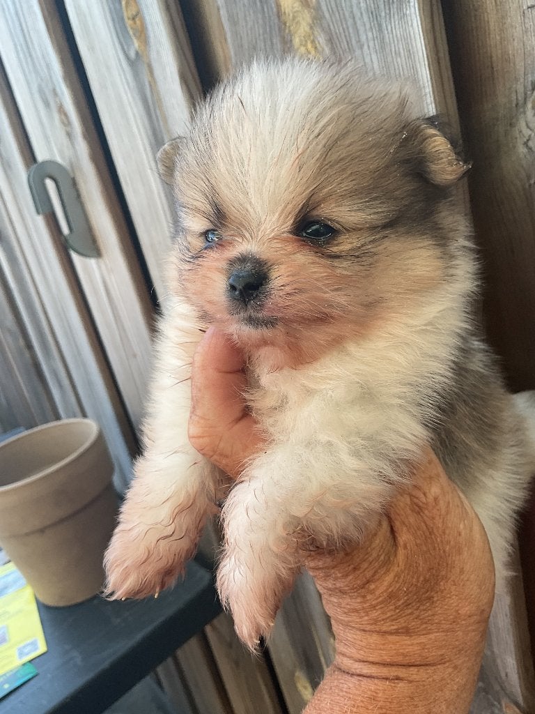 3 prachtige pomeranian pups!!!, Parvo, Keeshond, 8 tot 15 weken, Meerdere