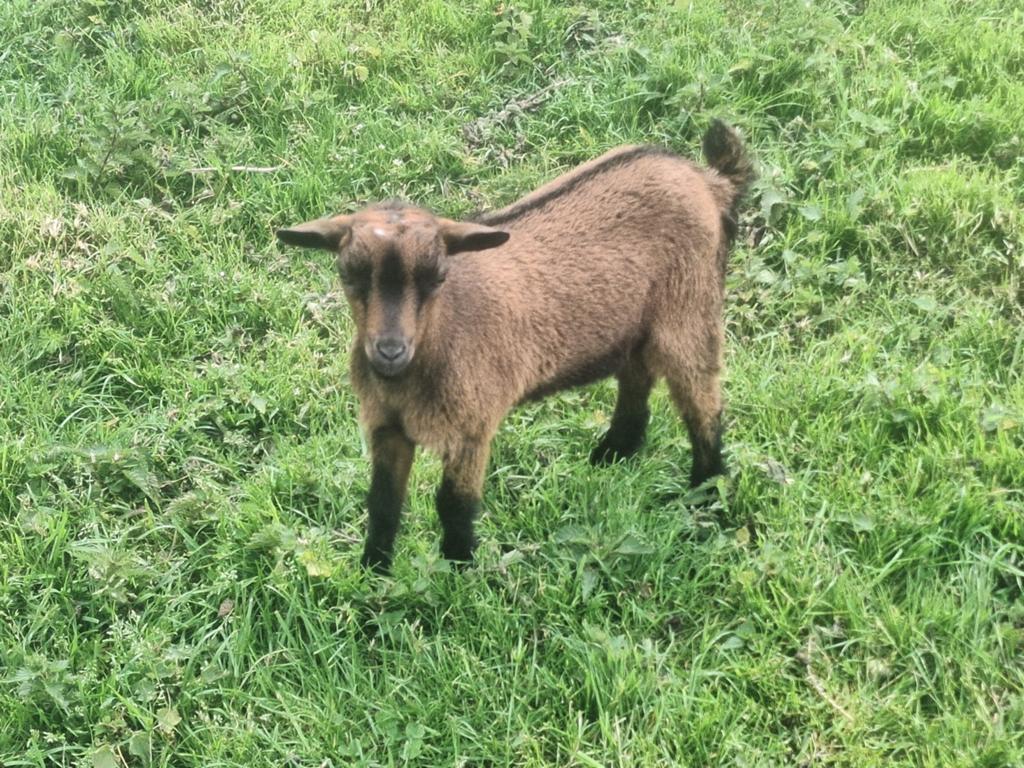 Bok te koop, Dieren en Toebehoren, Mannelijk, Geit