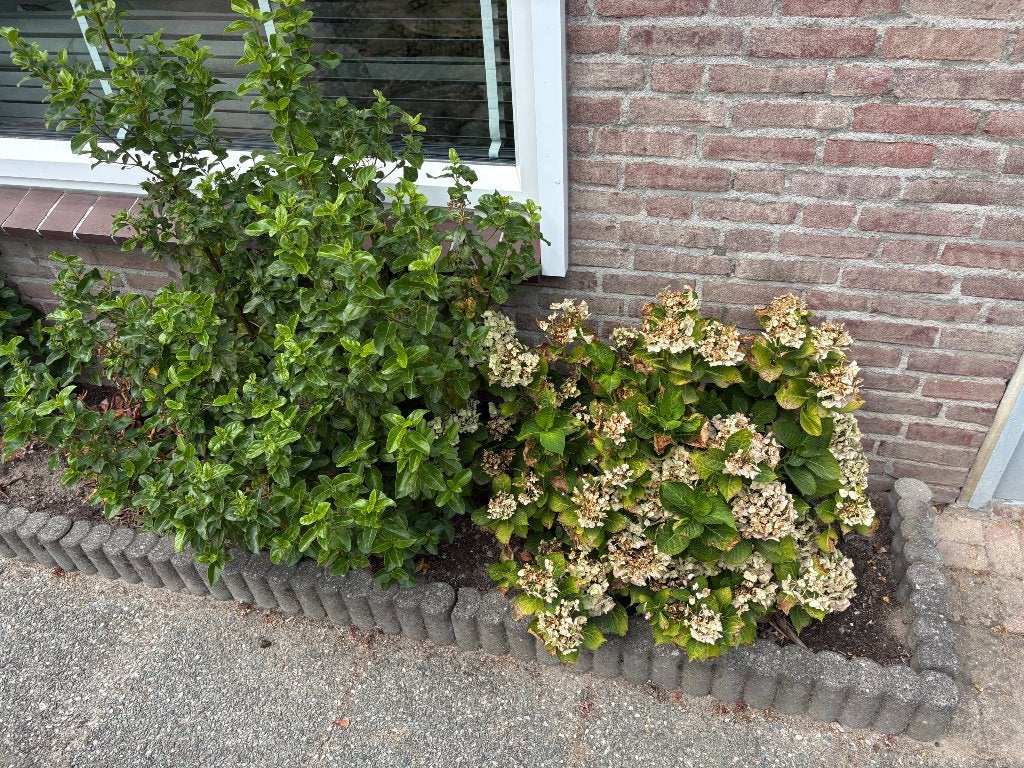 Planten, Tuin en Terras, Planten | Tuinplanten, Vaste plant, Halfschaduw, Zomer, Ophalen