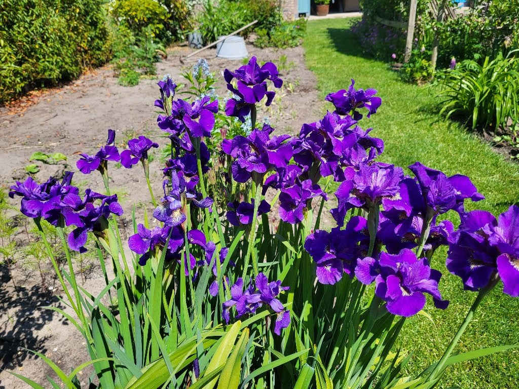 Zaden Iris sibirica blauw-paars, Ophalen of Verzenden, Volle zon