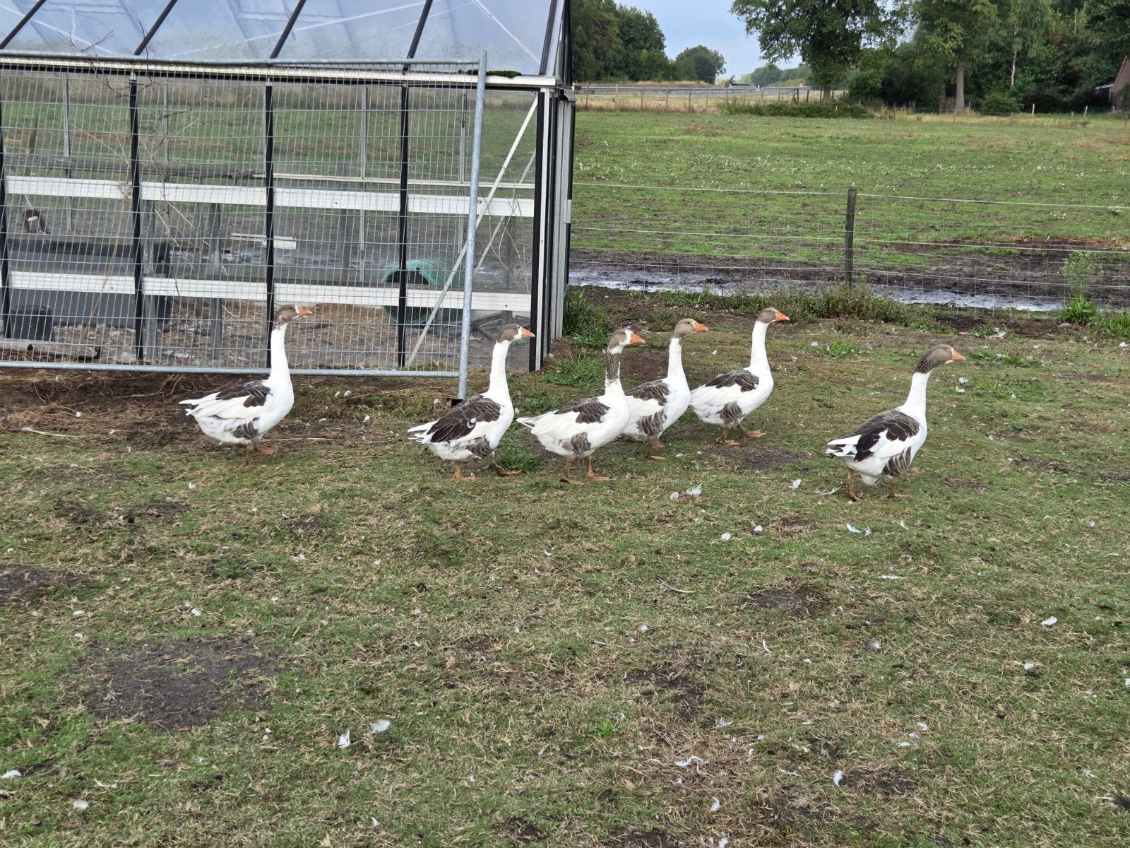 jonge twentse landganzen, Dieren en Toebehoren, Pluimvee, Meerdere dieren, Gans of Zwaan