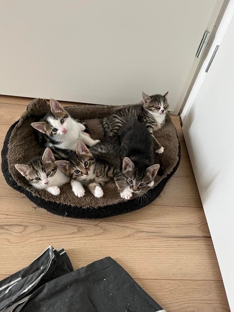 Kittens, Europese korthaar, Meerdere dieren, Kortharig, 0 tot 2 jaar