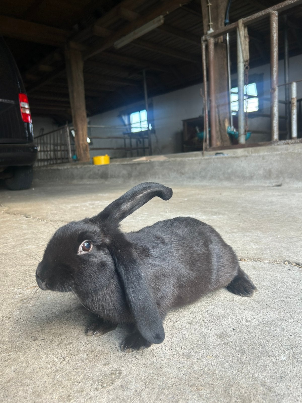 Konijnen, Dieren en Toebehoren, Meerdere dieren, 0 tot 2 jaar
