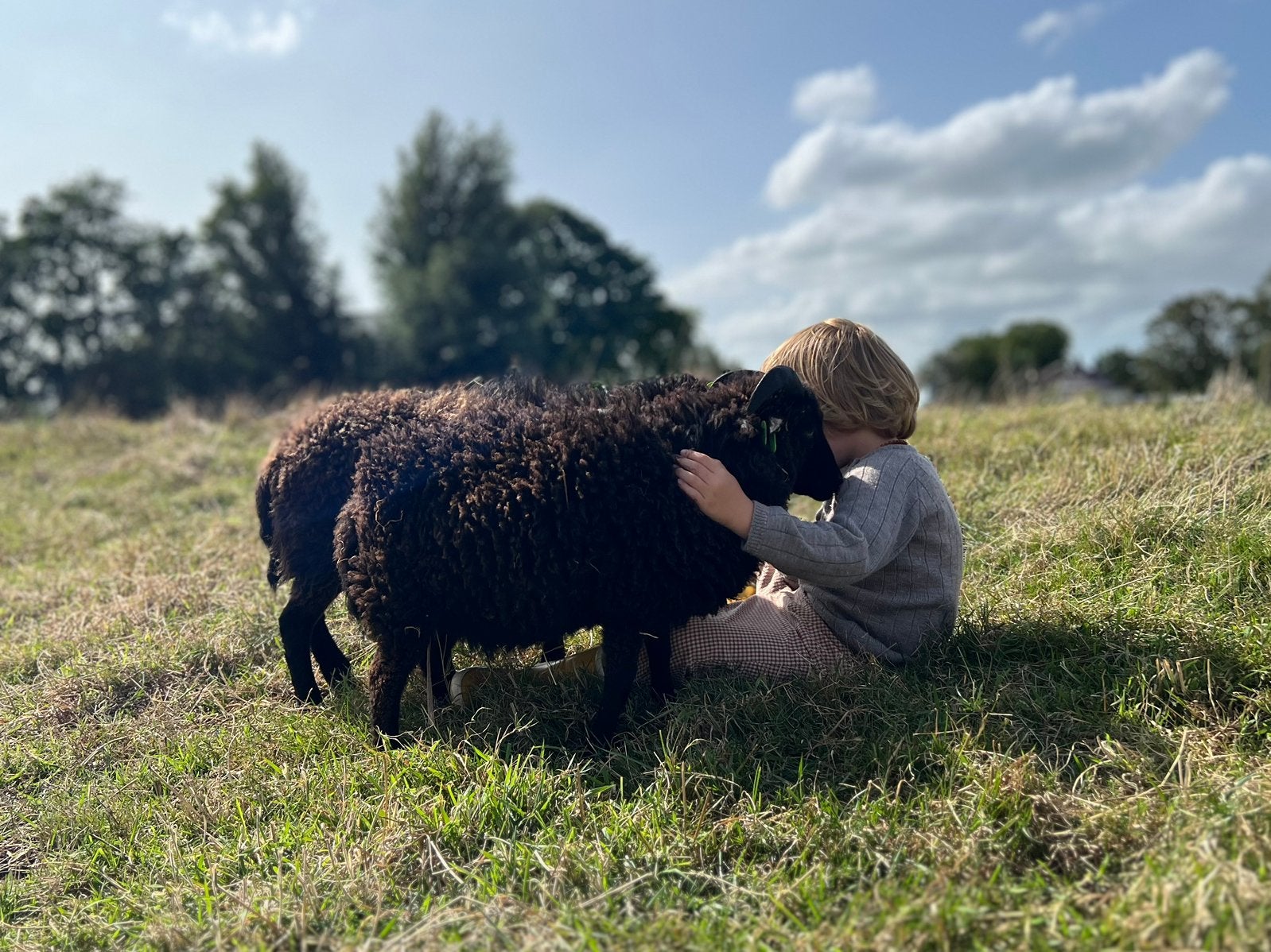 Lieve ouessant schaap ooi te koop (nog 1 beschikbaar!), Vrouwelijk, Schaap, 0 tot 2 jaar