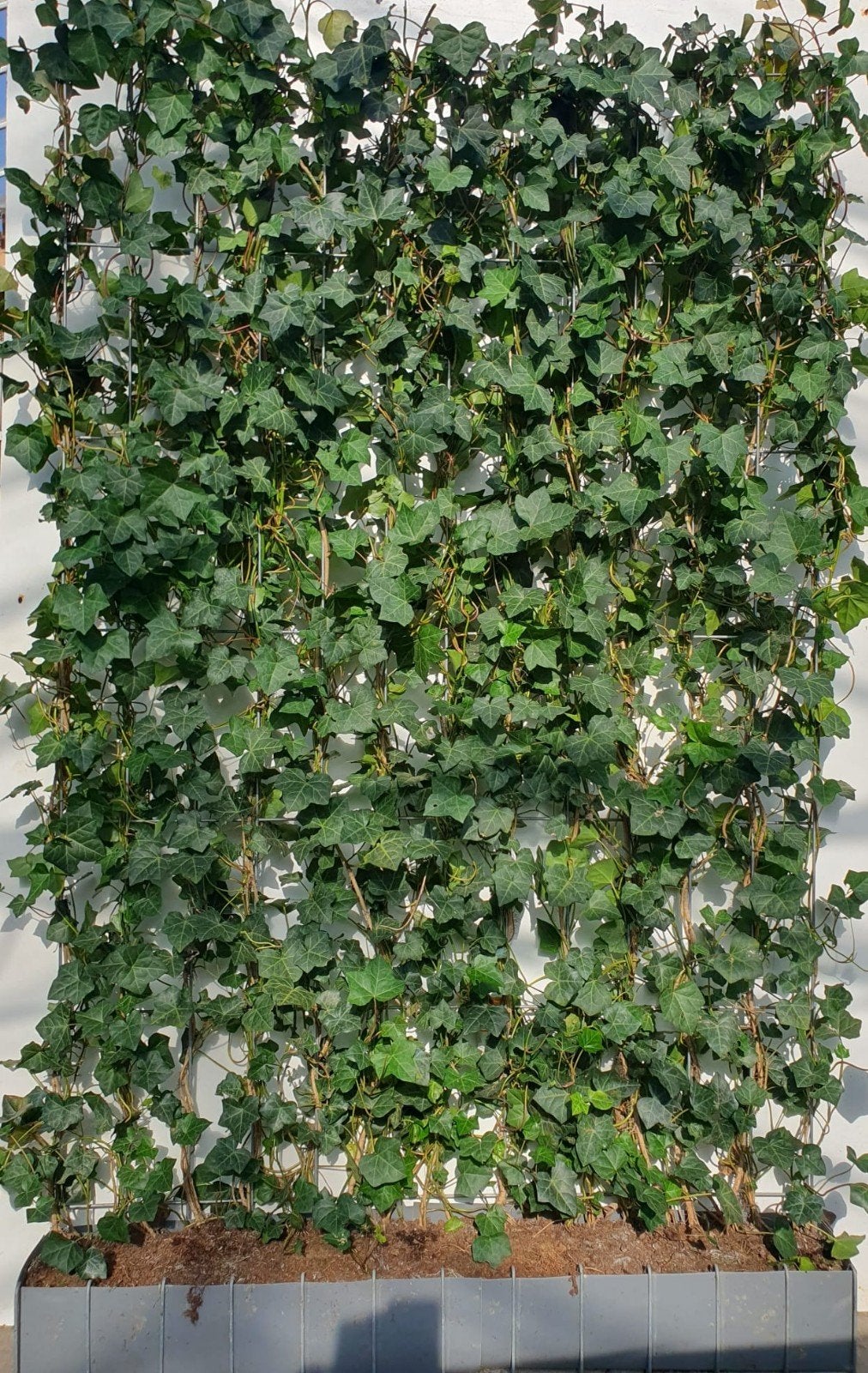 Hedera kant-en-klaar heg, Ophalen, Overige soorten, Haag, 100 tot 250 cm