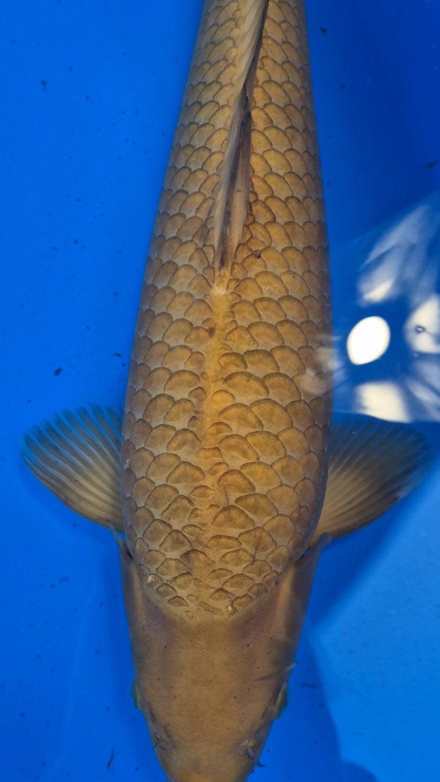 Konishi Karashigoi, +/-55cm, 2e jaar, female, nisai, tam, Dieren en Toebehoren, Karper of Koi