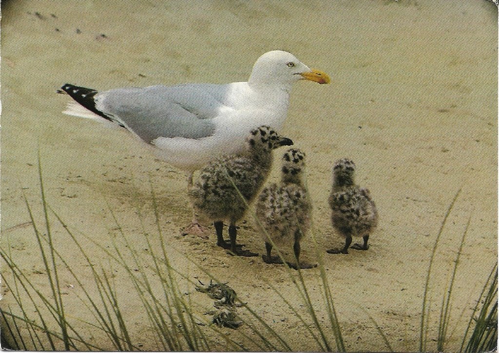 Ansichtkaart  	Vogels	Zilvermeeuw met jongen, Verzenden, 1980 tot heden, Gelopen, Vogel