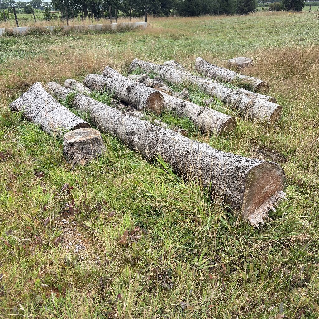 Dikke dennen boomstammen haardhout, Minder dan 3 m³, Ophalen, Overige houtsoorten, Stammen
