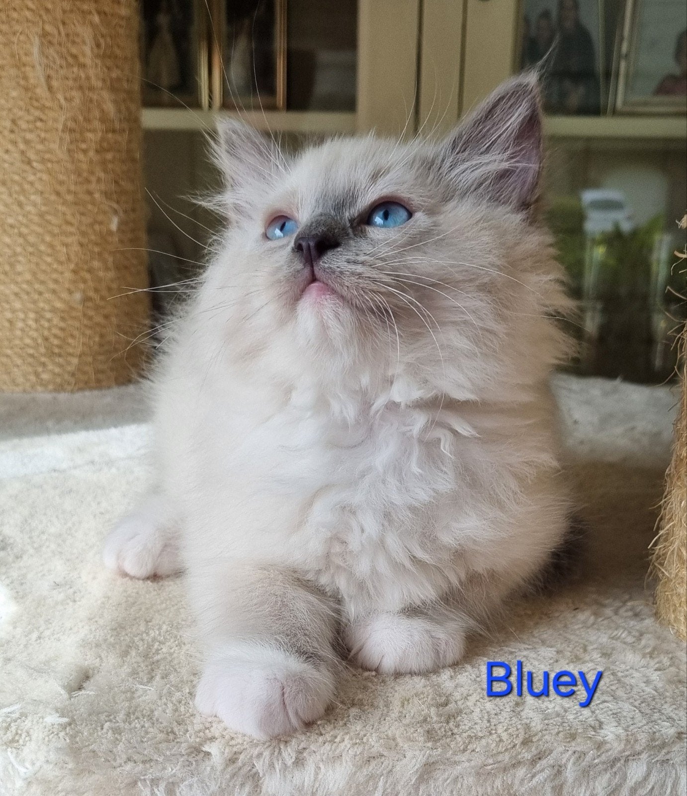 Ragdoll kittens, Meerdere dieren, Gechipt, 0 tot 2 jaar