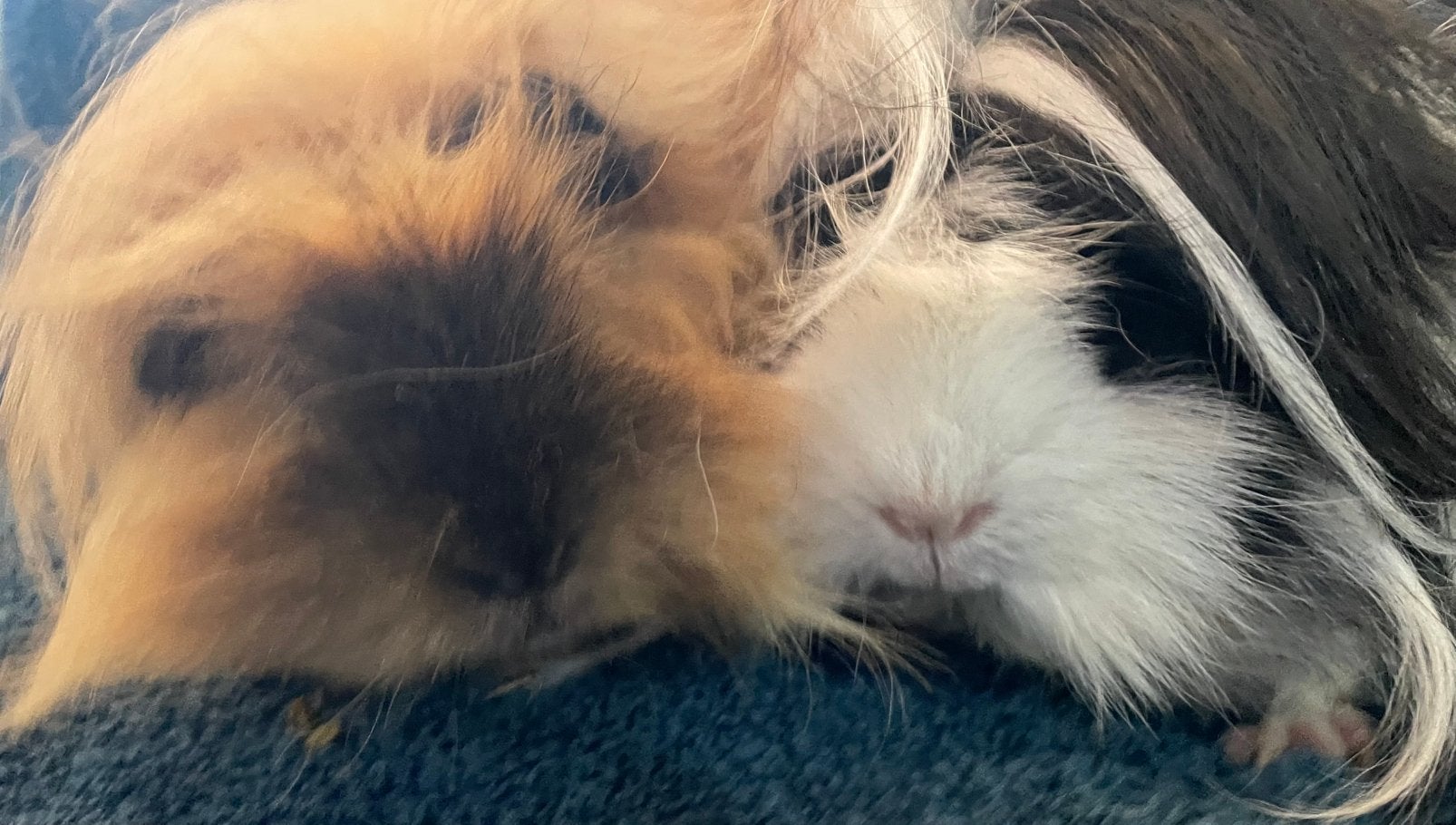 cavia stel, Dieren en Toebehoren, Cavia, April, Meerdere dieren, Tam