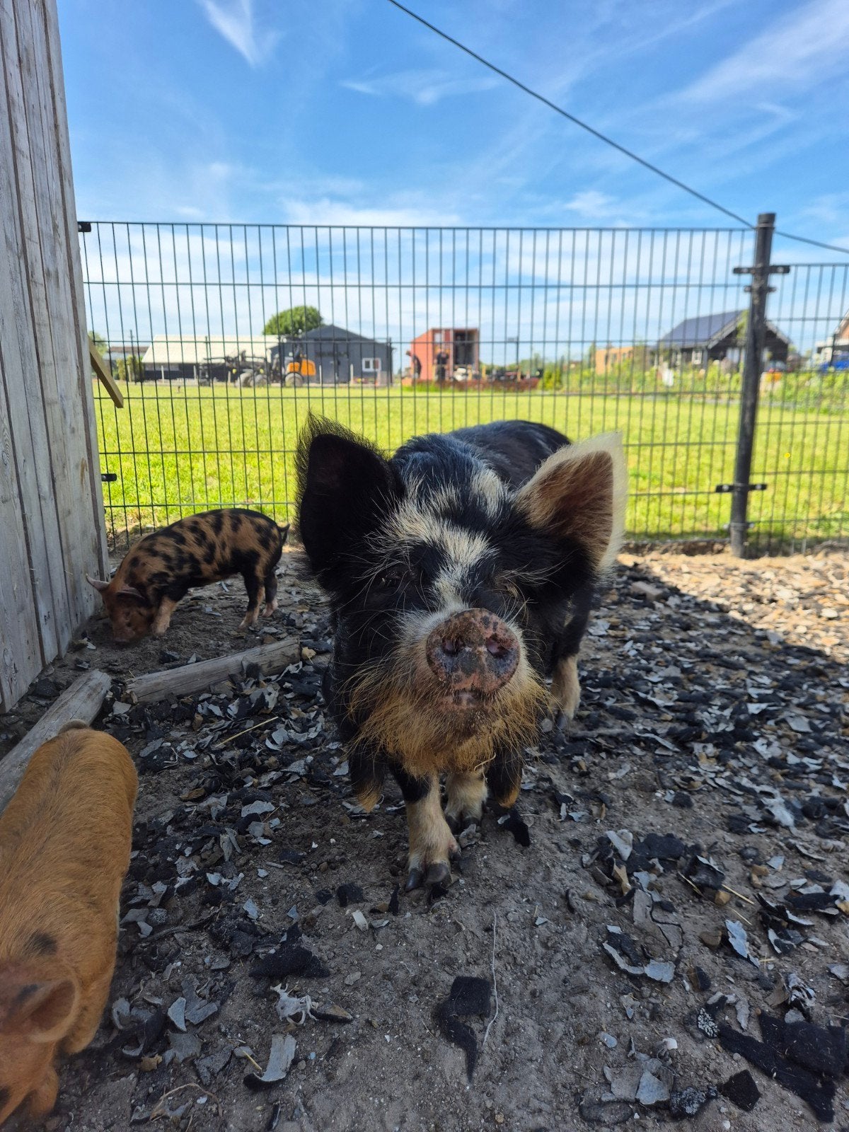 Lieve super tamme kune kune zeug, Vrouwelijk, Varken
