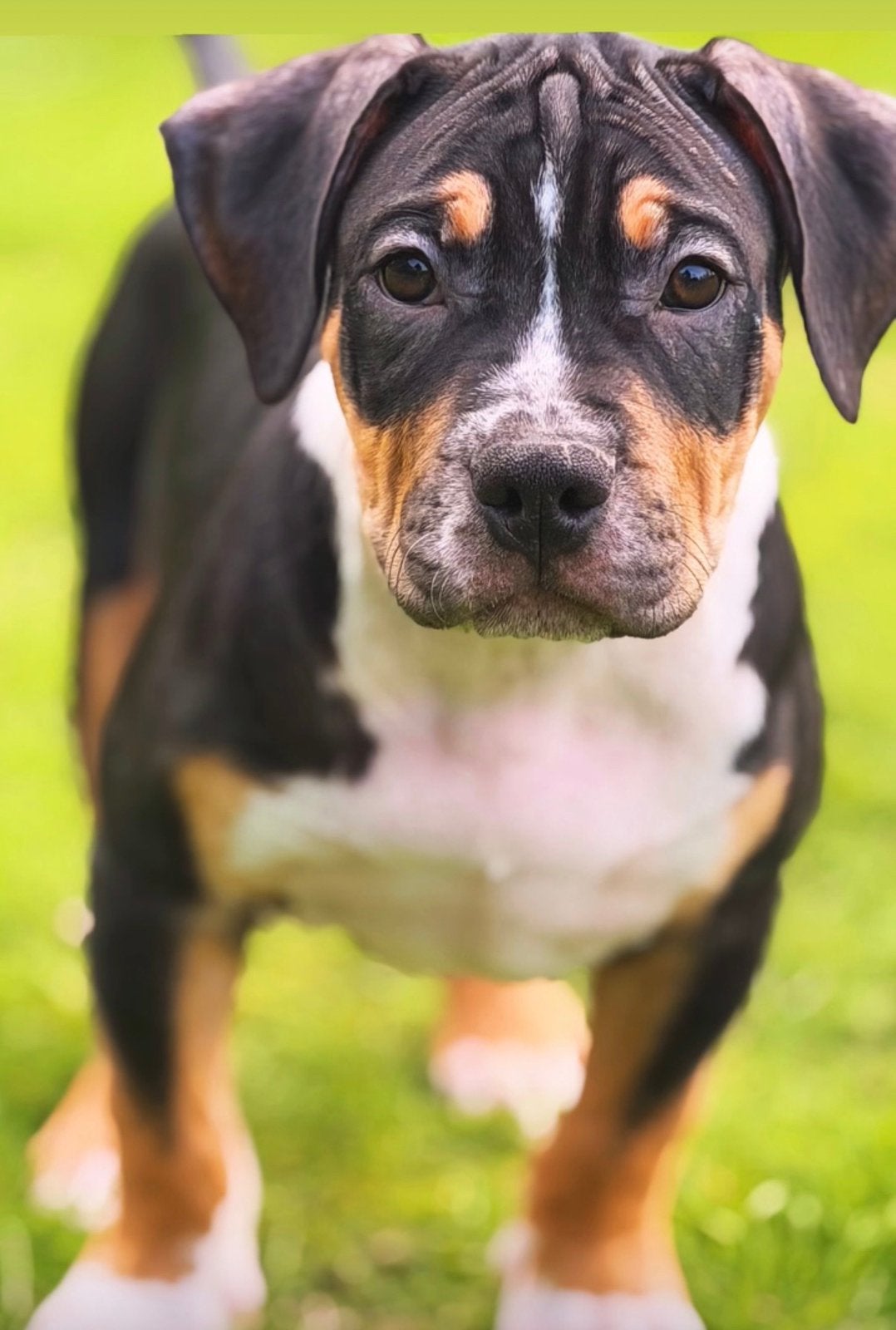 AMERICAN BULLY XL PUPPYS 13 WEKEN OUD!, 8 tot 15 weken, Bulldog, Meerdere, Meerdere dieren