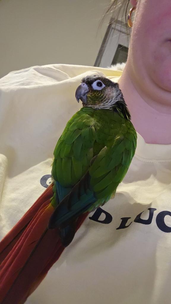 Pyrrhura  Bennie 6jaar, Mannelijk