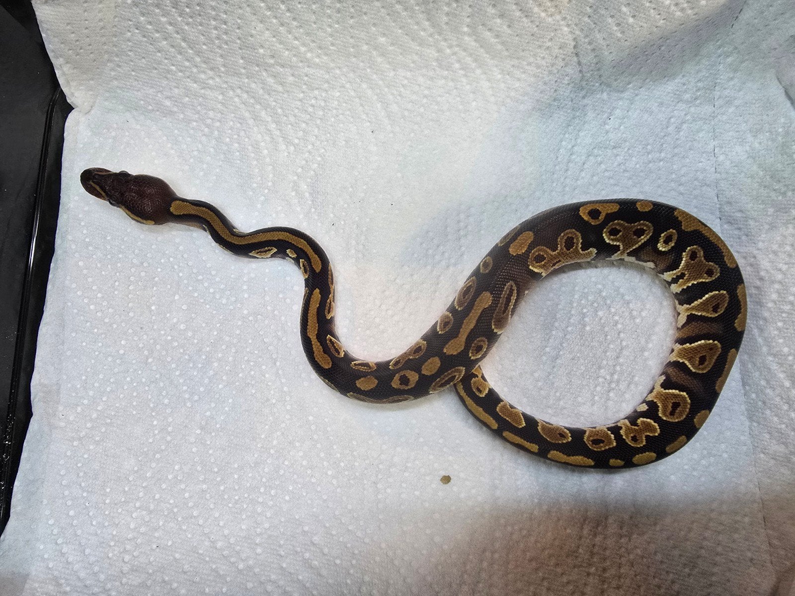 Koningspython (Python regius) – Nederlandse nakweek 2026

Op Ball Python photo 4