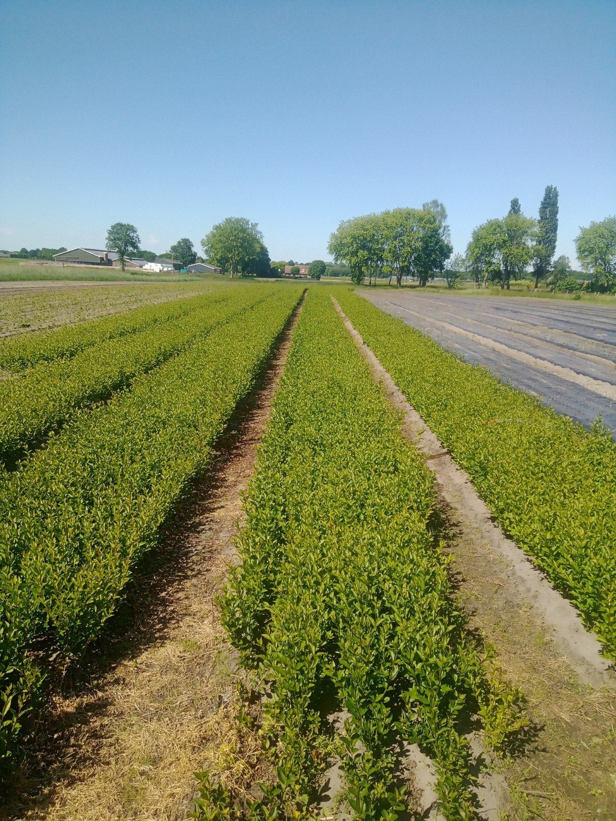 ligustrum, Tuin en Terras, Ophalen, Liguster, Haag, Minder dan 100 cm