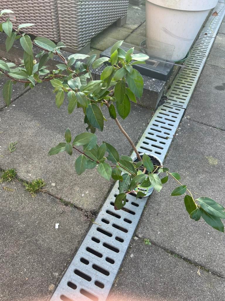 Sneeuwbal plant ( Viburnus Tinus), Doe-het-zelf en Verbouw, Pvc, Ophalen of Verzenden, Zo goed als nieuw, Minder dan 2 meter