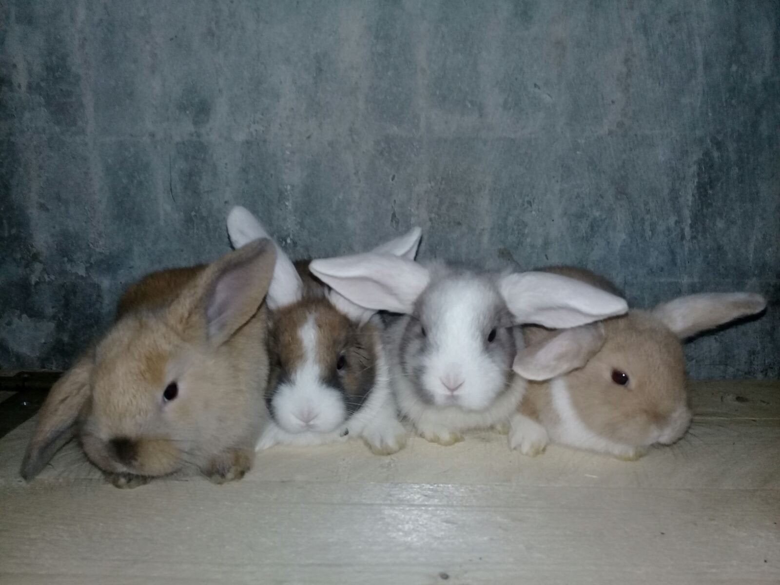 Ruime keuze aan div. Soorten konijntjes, Dieren en Toebehoren, Knaagdieren, Mei, Meerdere dieren, Overige typen, Tam