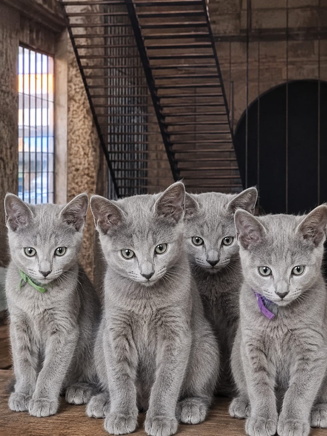 Nebelung (blauwe rus) kittens, Dieren en Toebehoren, Meerdere dieren, Met stamboom, 0 tot 2 jaar