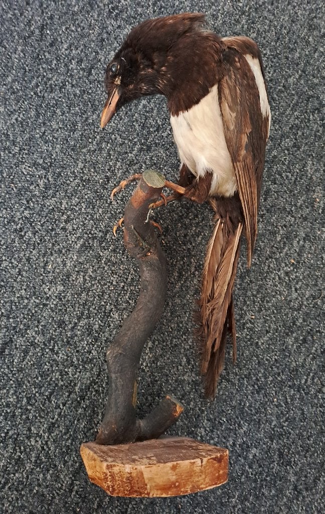 ekster - opgezet, Ophalen of Verzenden, Gebruikt, Vogel, Opgezet dier