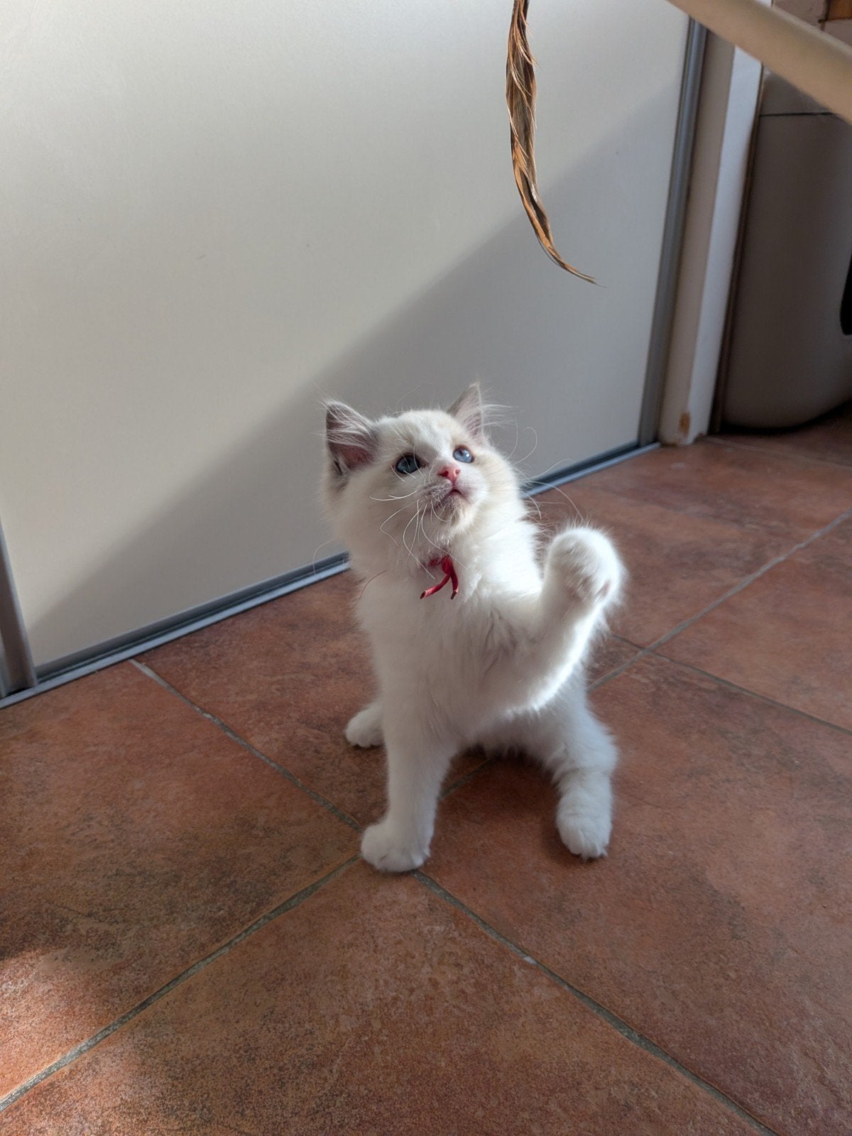 Ragdoll kater met stamboom, Mag verhuizen!, Kater, Met stamboom, 0 tot 2 jaar