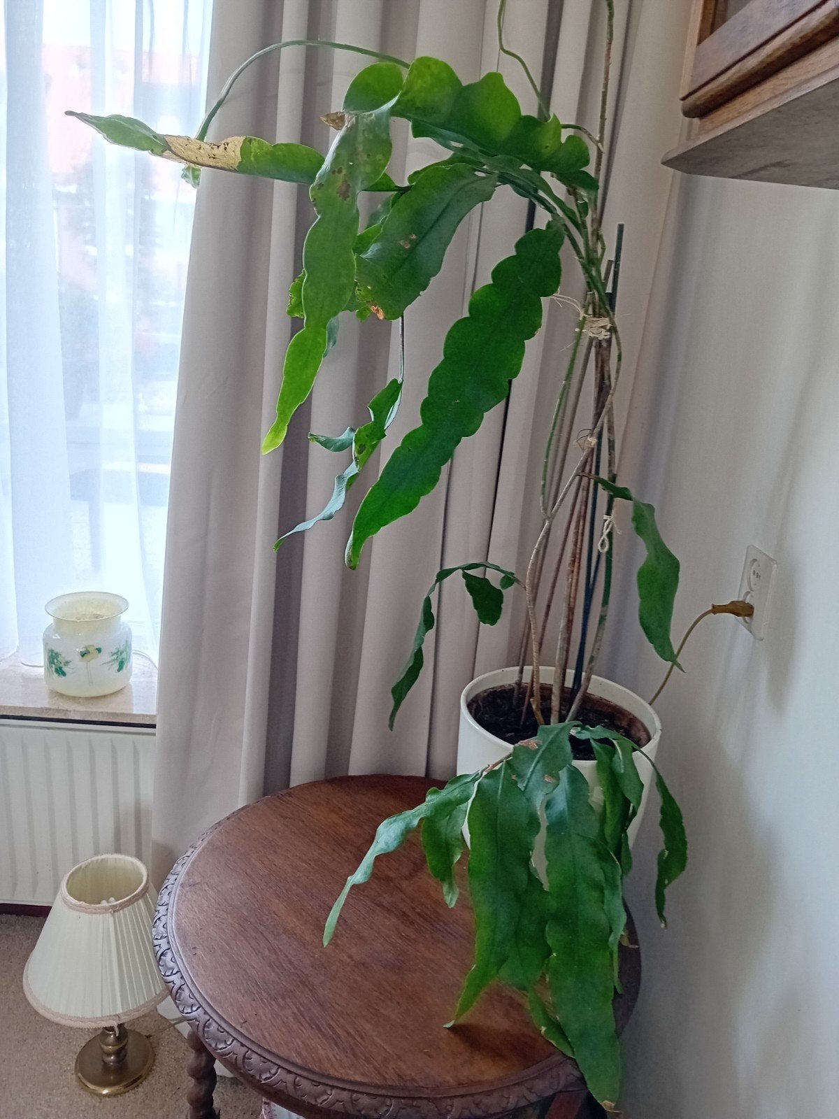 Epiphyllum Oxypetalum (Koningin van de Nacht), Bloeiende kamerplant, Ophalen, Overige soorten, In pot