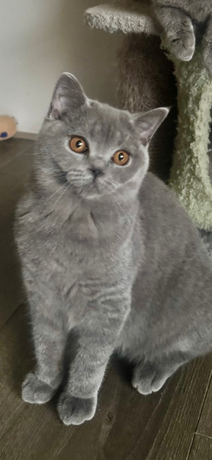 Britse korthaar kittens met uitmuntende stamboom, Meerdere dieren, Met stamboom, 0 tot 2 jaar