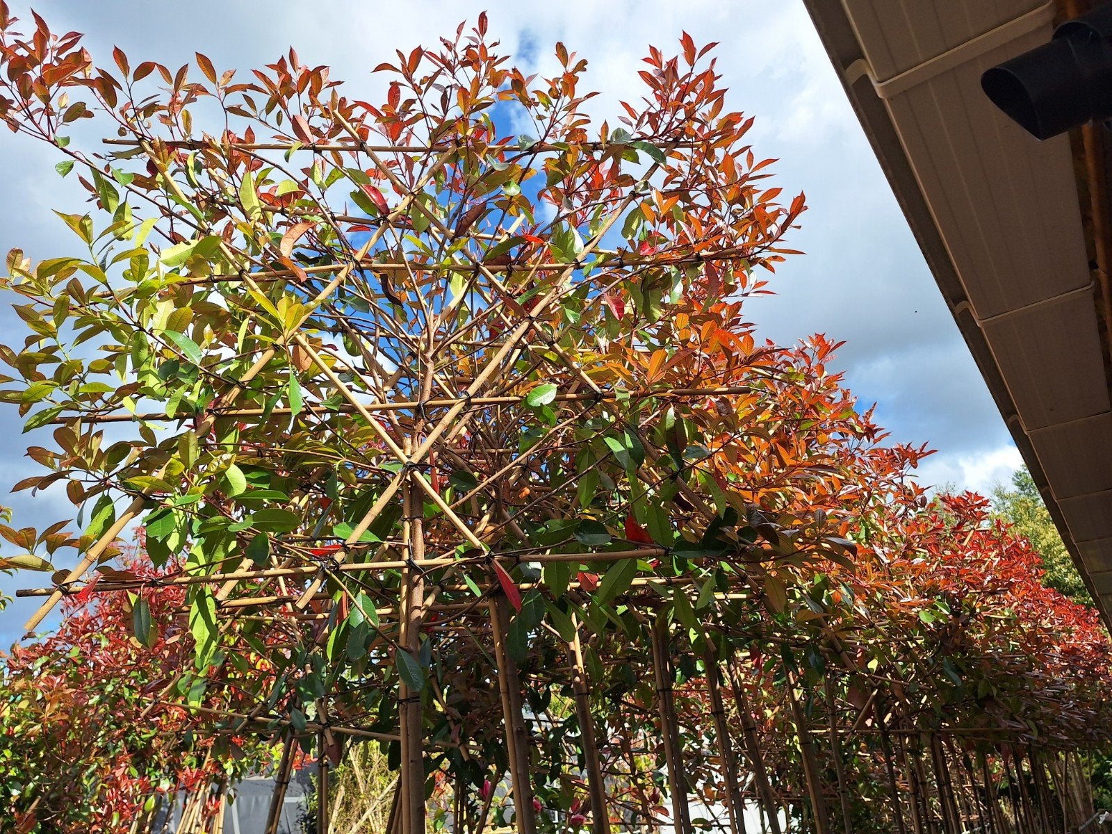 Glansmispel - Photinia Red Robin leibomen,  – wintergroen, Ophalen, Halfschaduw