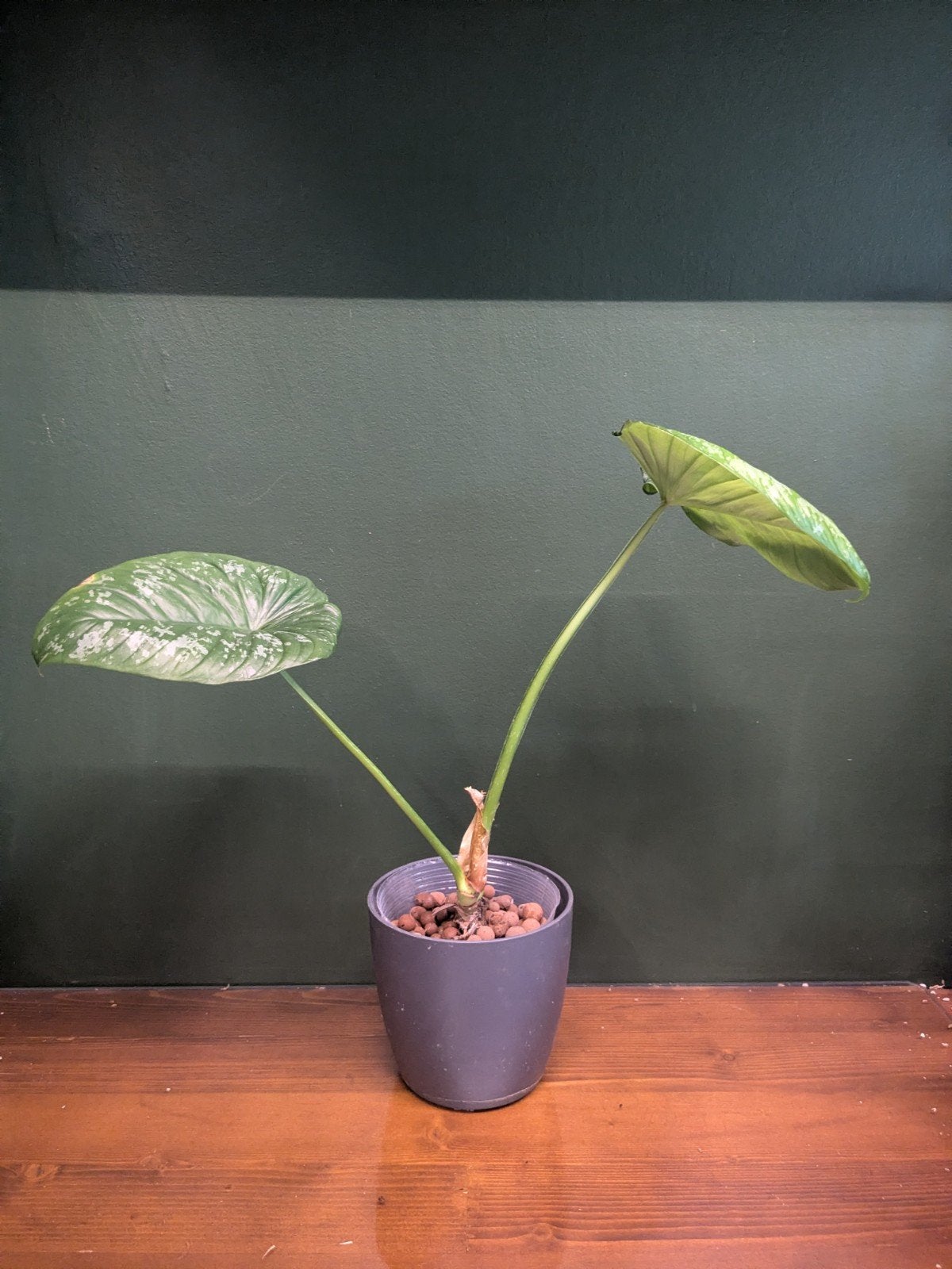 Philodendron Mamei, Huis en Inrichting, Kamerplanten, Overige soorten, Ophalen of Verzenden, Minder dan 100 cm, Volle zon
