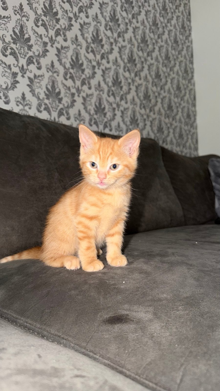 Kittens zoeken huisje, Meerdere dieren