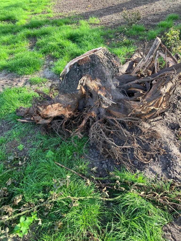 boomstronk, Tuin en Terras, Ophalen, Tuinaarde