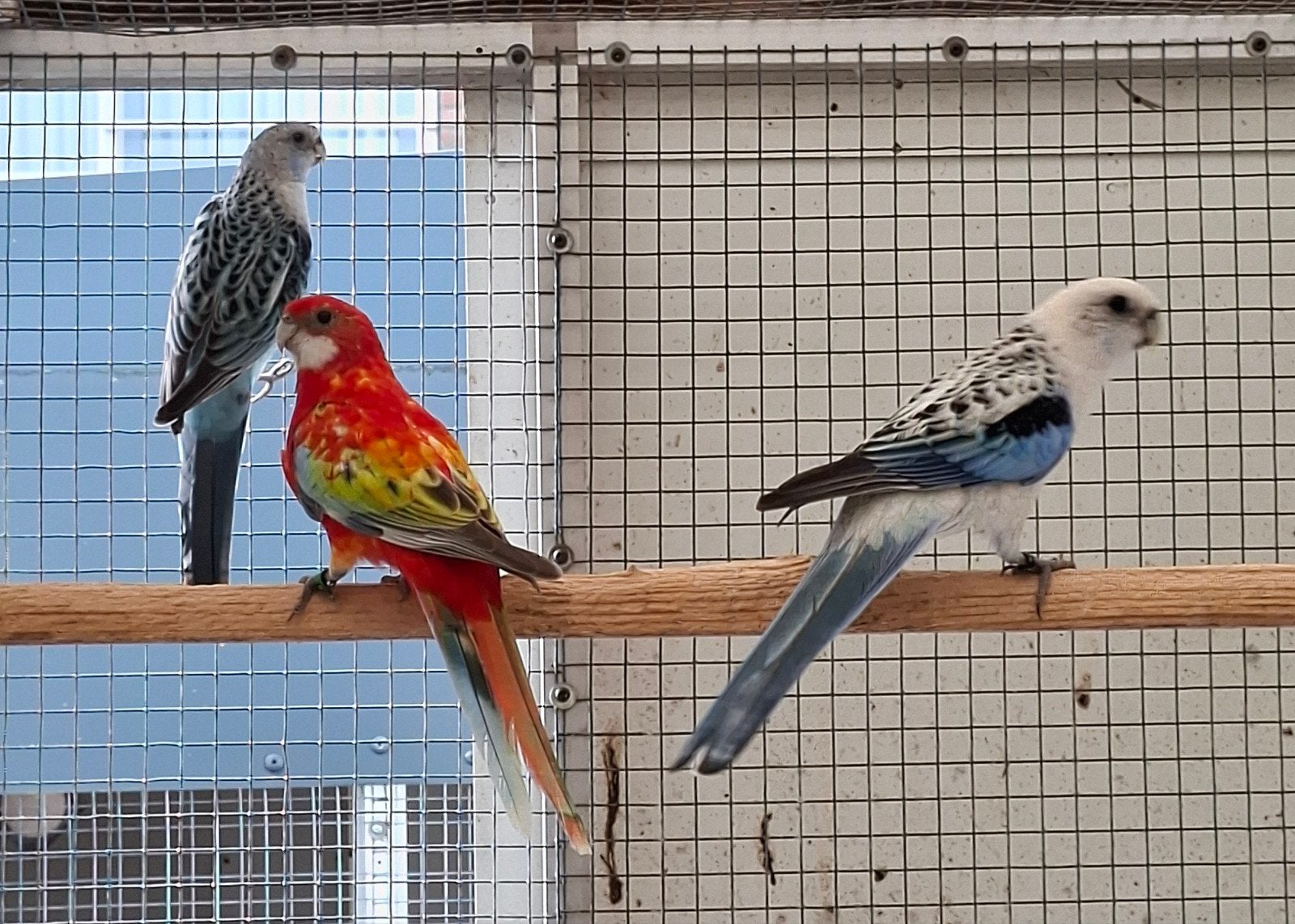 Rosella, Meerdere dieren, Parkiet, Geringd