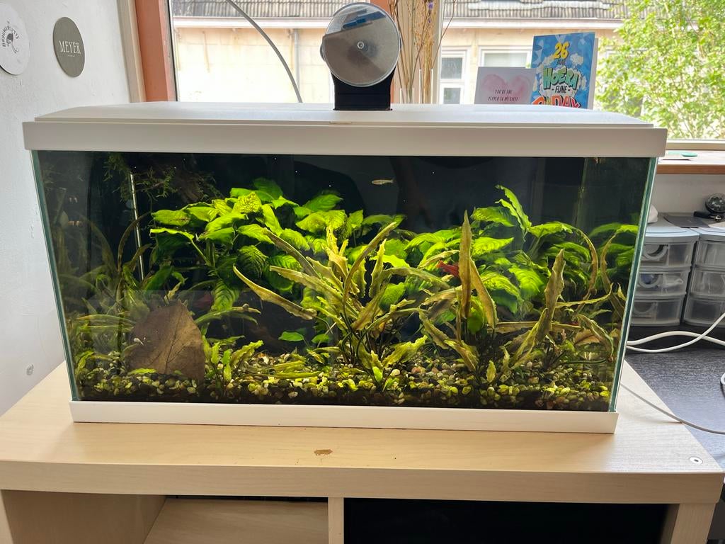 Aquarium Ciano LED 60cm compleet CF80, Dieren en Toebehoren, Vissen | Aquaria en Toebehoren, Ophalen, Zo goed als nieuw, Gevuld zoetwateraquarium