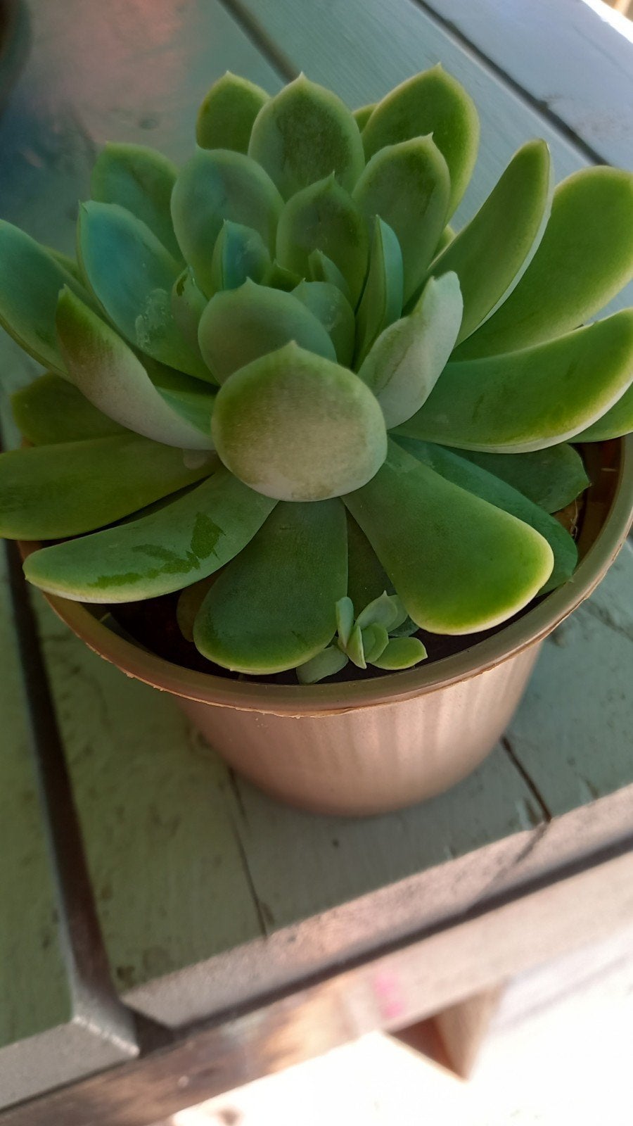 Echeveria, Tuin en Terras, Planten | Tuinplanten, Ophalen, Overige soorten, Volle zon
