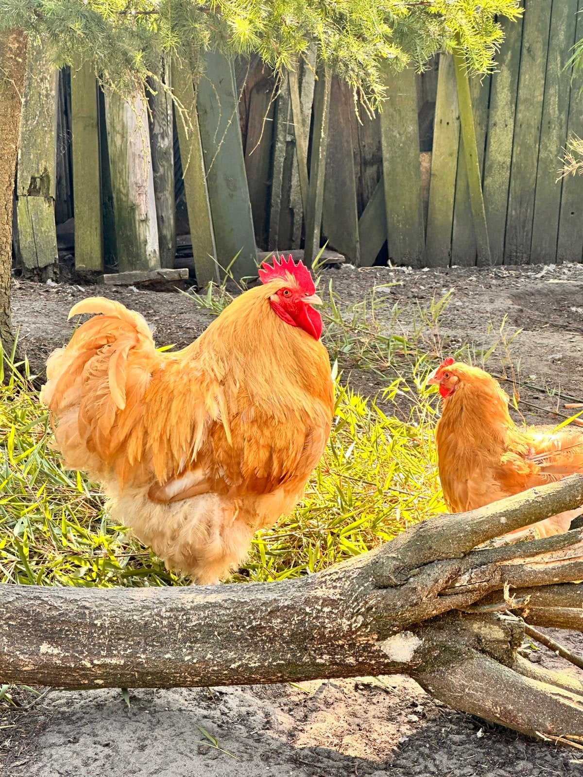 Orpington haan, Dieren en Toebehoren, Pluimvee, Mannelijk, Kip