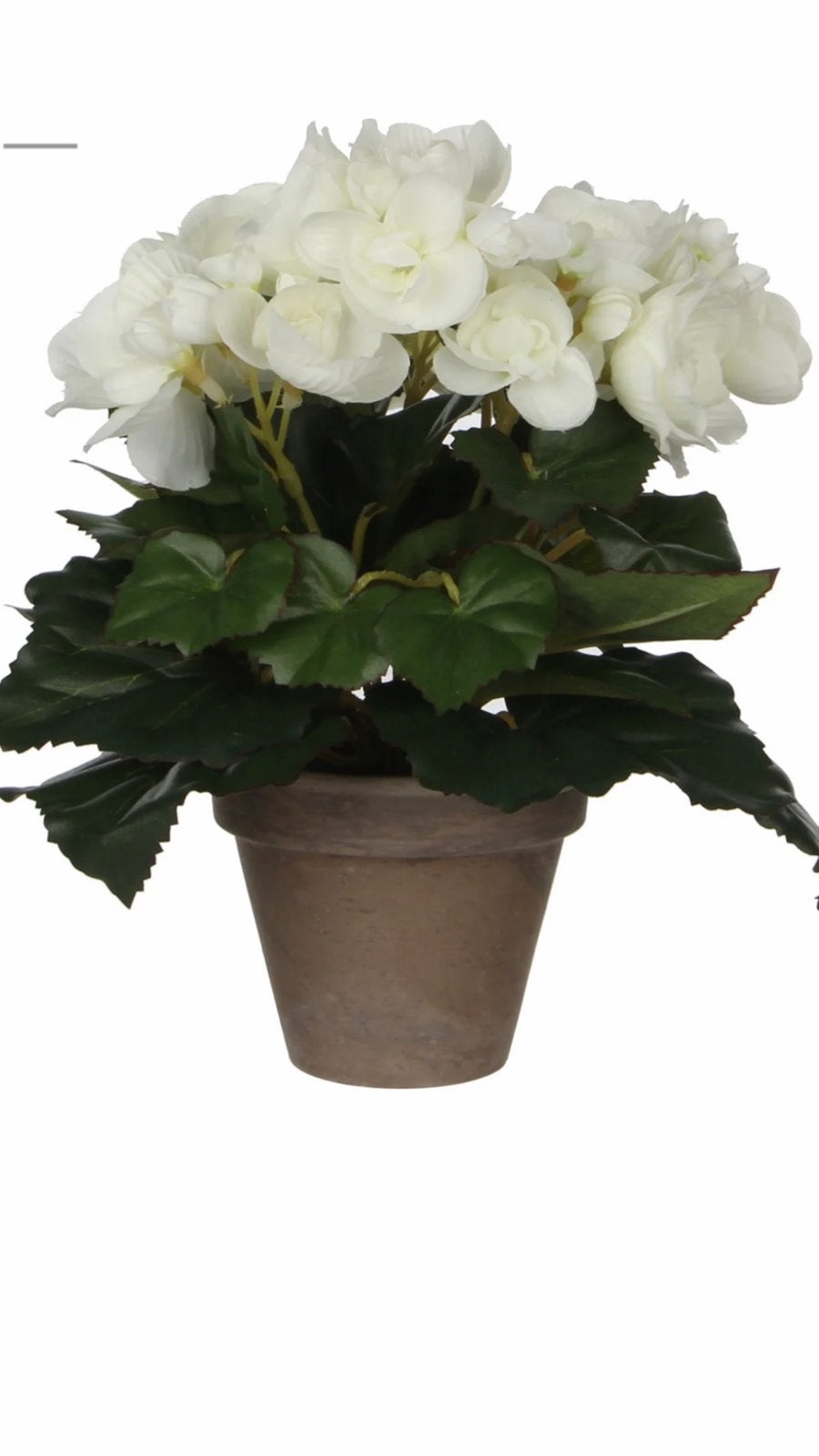 NIEUW! Kunstplant Begonia wit in stenen pot kunst plant, Met pot of vaas, 30 cm, Kunstplant, Ophalen of Verzenden