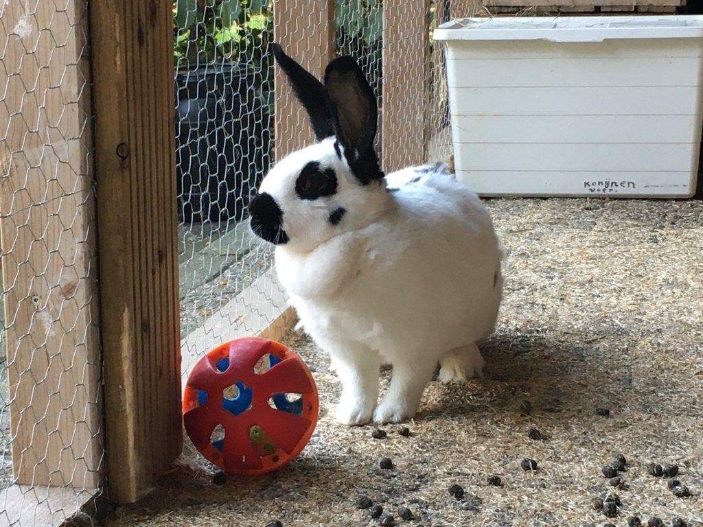 Groot Lotharinger voedster (ingeënt), Dieren en Toebehoren, Vrouwelijk, Groot, 0 tot 2 jaar