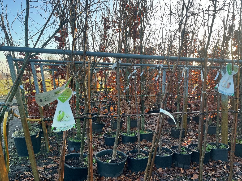 fruitbomen, Ophalen, Overige soorten, Volle zon, 100 tot 250 cm