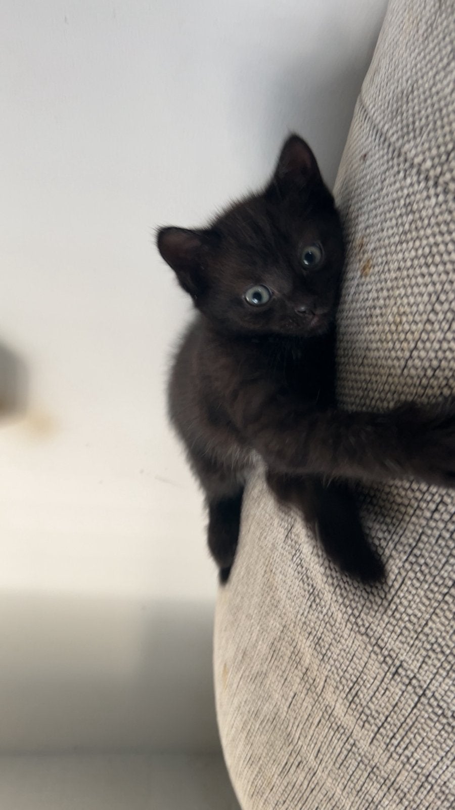 Kittens zoeken gouden mandje, Meerdere dieren