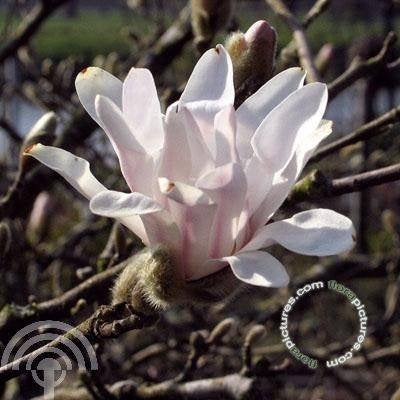 HEESTER Magnolia stel. Stermagnolia wit bloeirijk blikvanger, Overige soorten, Volle zon, Vaste plant, Ophalen of Verzenden