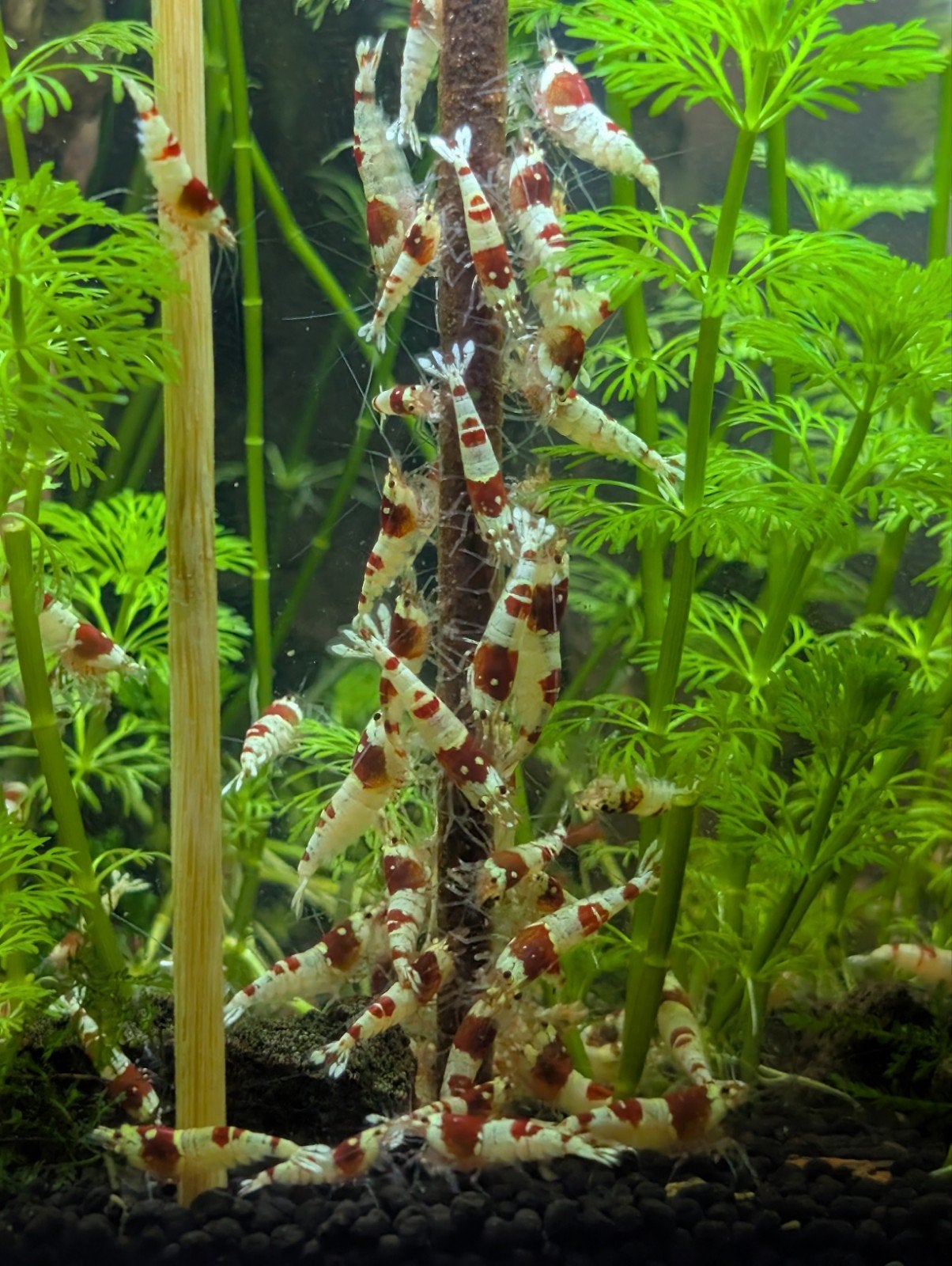 Crystal Red Garnalen ( Caridina, Neocaridina, aquarium), Dieren en Toebehoren, Kreeft, Krab of Garnaal, Schoolvis