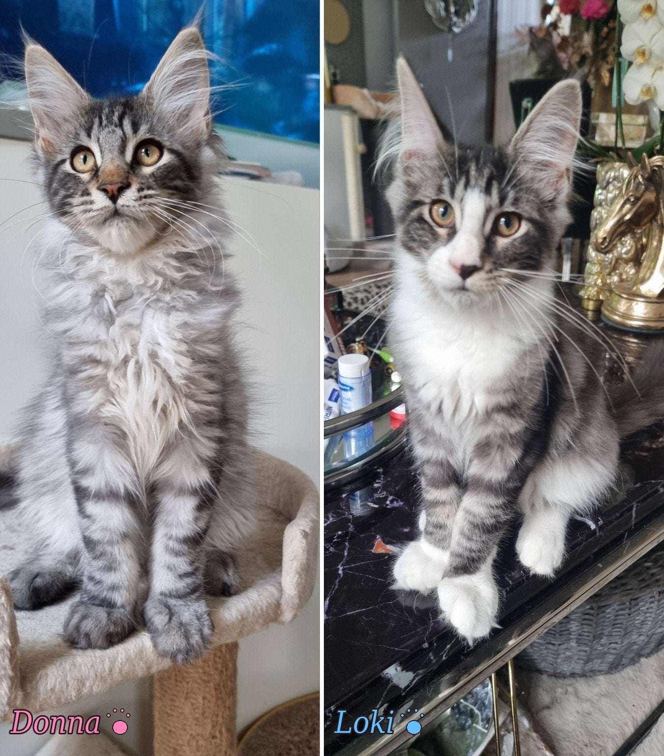 MAINE COON Kittens  poesje en katers, Meerdere dieren, Gechipt