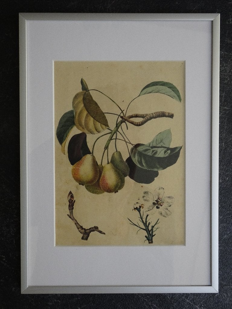 litho Perentak en bloesem Fruit C. Schach Stuttgart 1844, Ingelijst, Ophalen of Verzenden, Lithografie, Dieren en Natuur