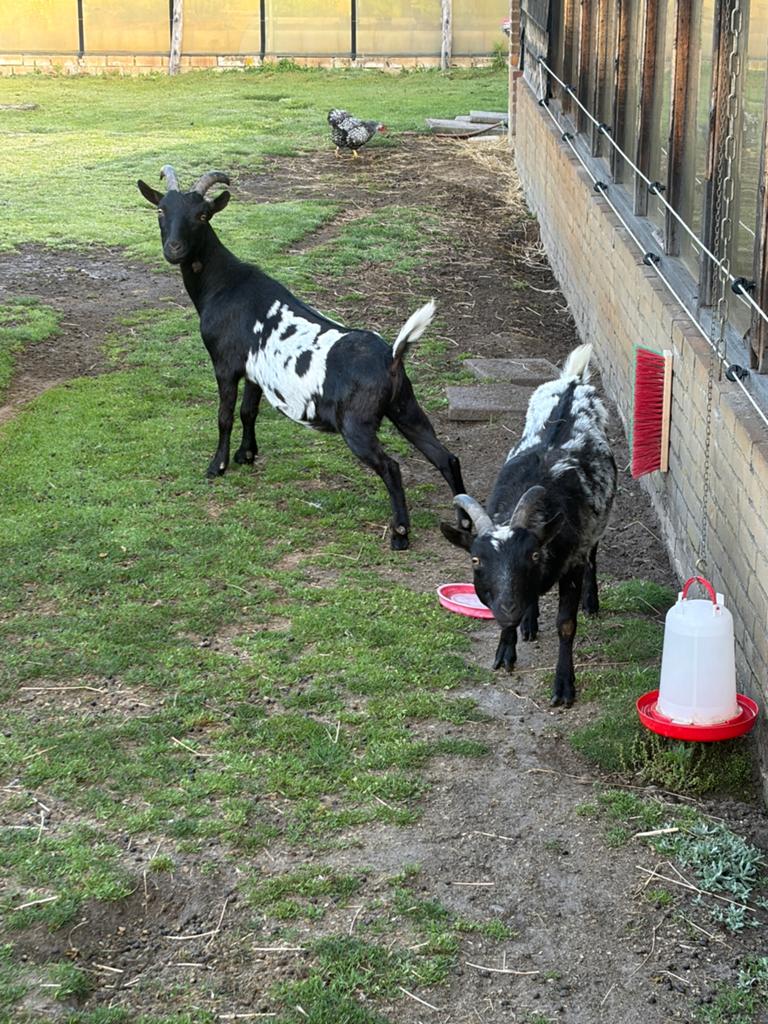 Twee gecastreerde bokjes, Dieren en Toebehoren, Schapen, Geiten en Varkens, Mannelijk, Geit