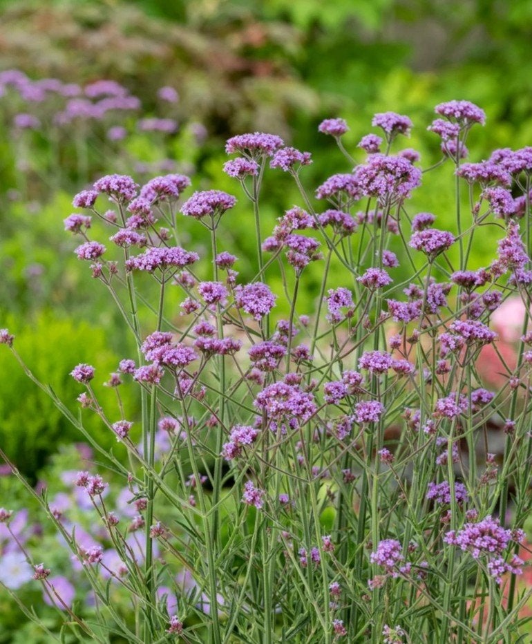 Verbena Bonariensis, Ophalen of Verzenden, Overige soorten, Volle zon