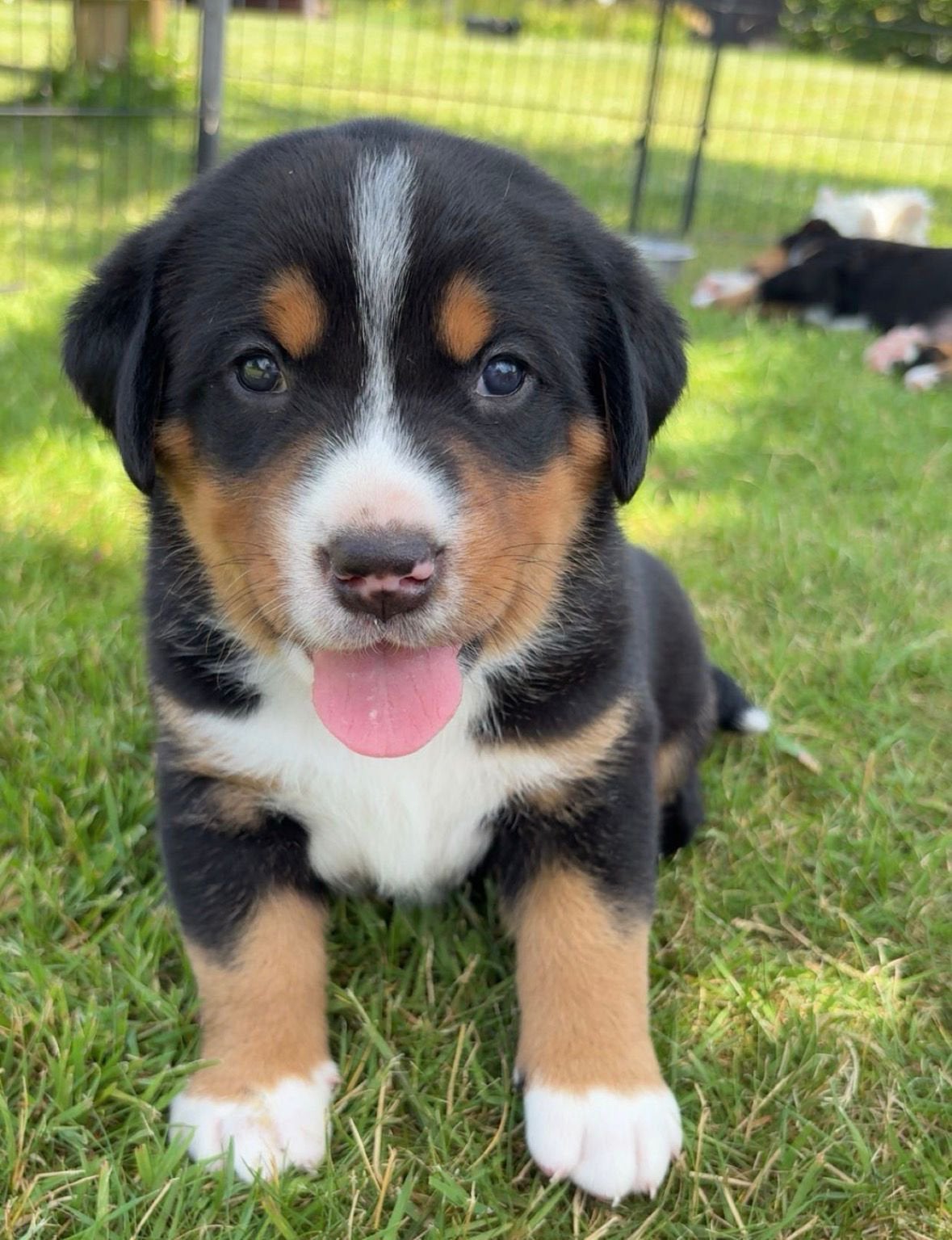 Zwitserse sennenhond pups, Dieren en Toebehoren, Parvo, 8 tot 15 weken, Groot, Meerdere