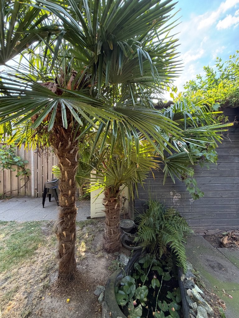 Palmboom | Trachycarpus fortunei | Waaierpalm, 220 & 240 cm, Lente, 100 tot 250 cm, Palmboom, Ophalen