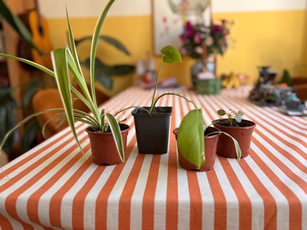 Kamerplantjes, Ophalen, Halfschaduw, Minder dan 100 cm
