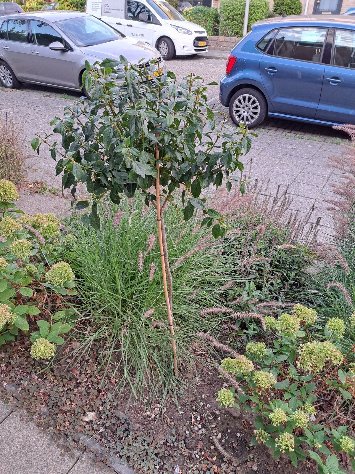 viburnum op stam 90cm, Tuin en Terras, Planten | Bomen, Ophalen, Bloeit niet, Halfschaduw, Overige soorten