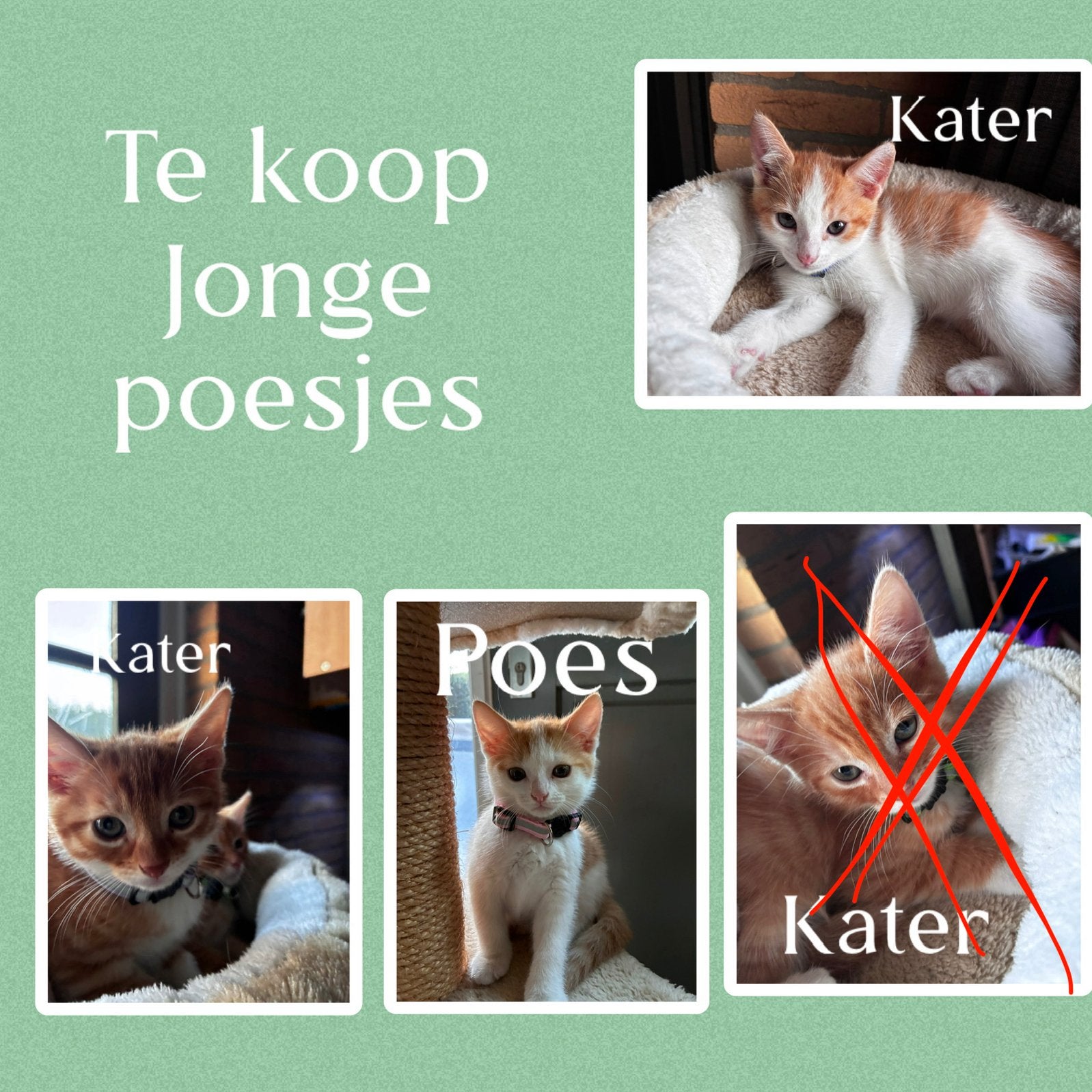 Jonge poesjes, Dieren en Toebehoren, Meerdere dieren