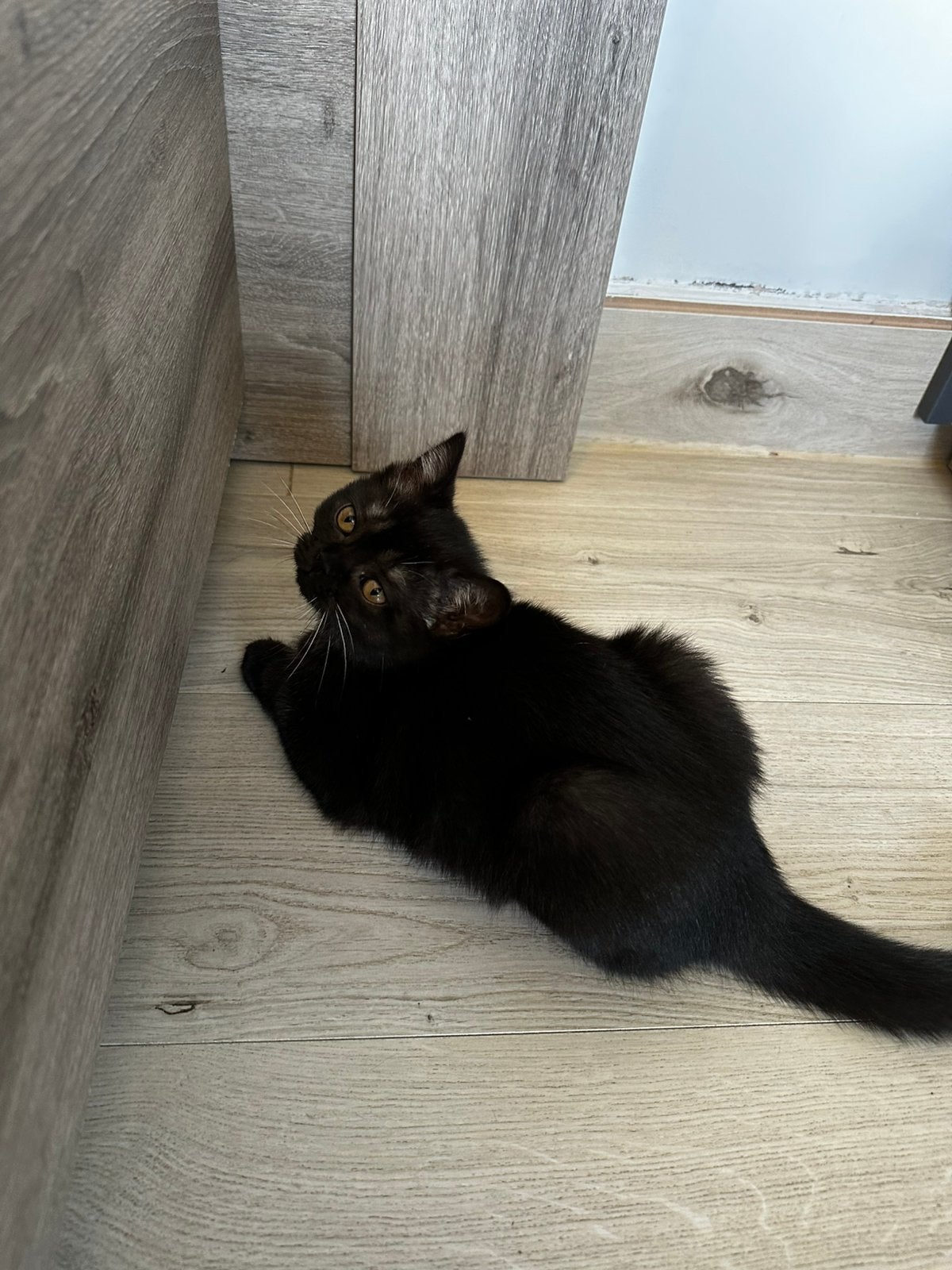 Britse korthaar spotprijs!, Poes